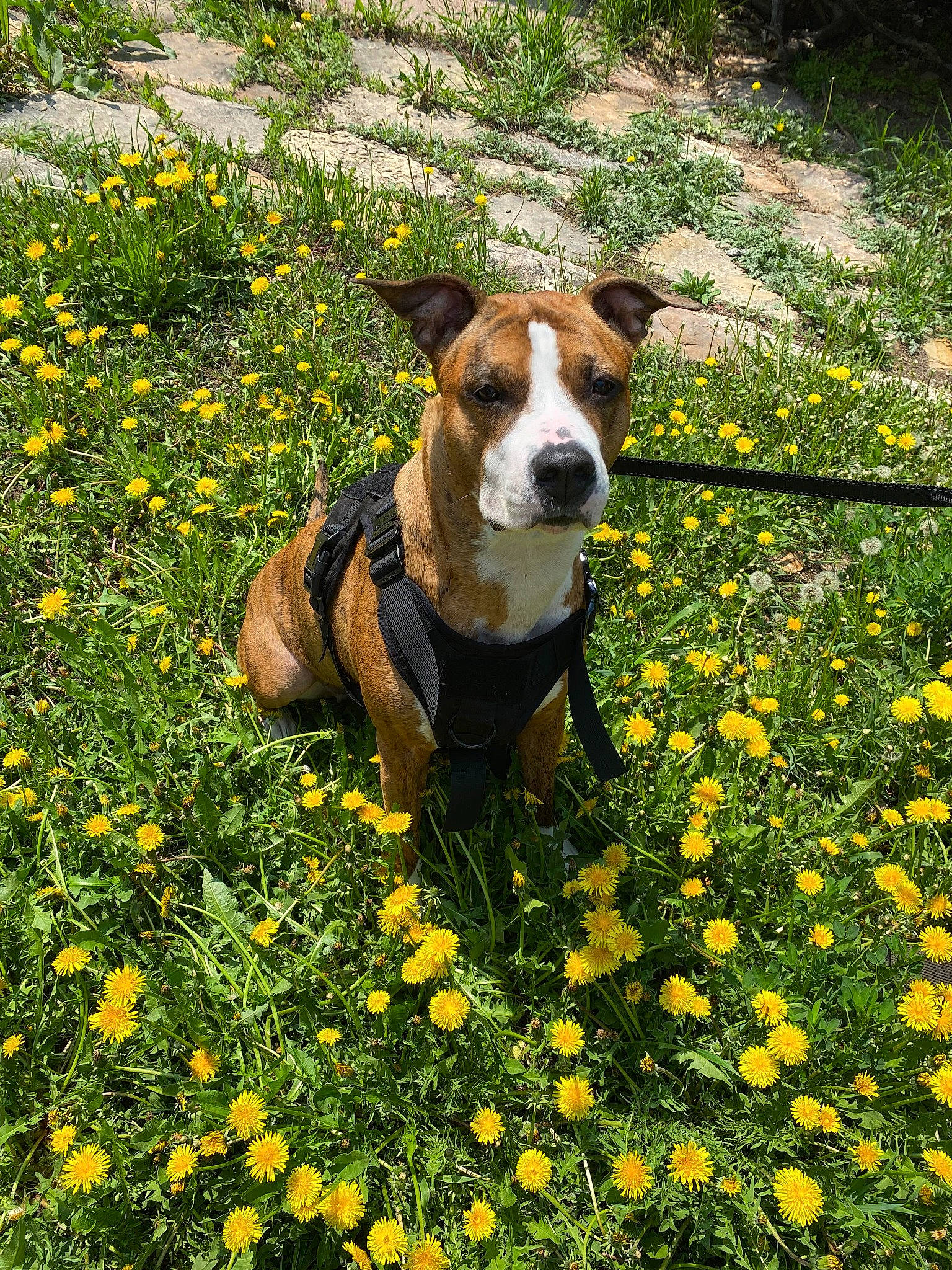 Dandelion is registered to the contest to win money with this photo: annual_plant, botany, carnivore, companion_dog, dog, dog_breed, fawn, field, flower, flowering_plant, grass, grassland, groundcover, herbaceous_plant, landscape, meadow, natural_landscape, people_in_nature, petal, plant