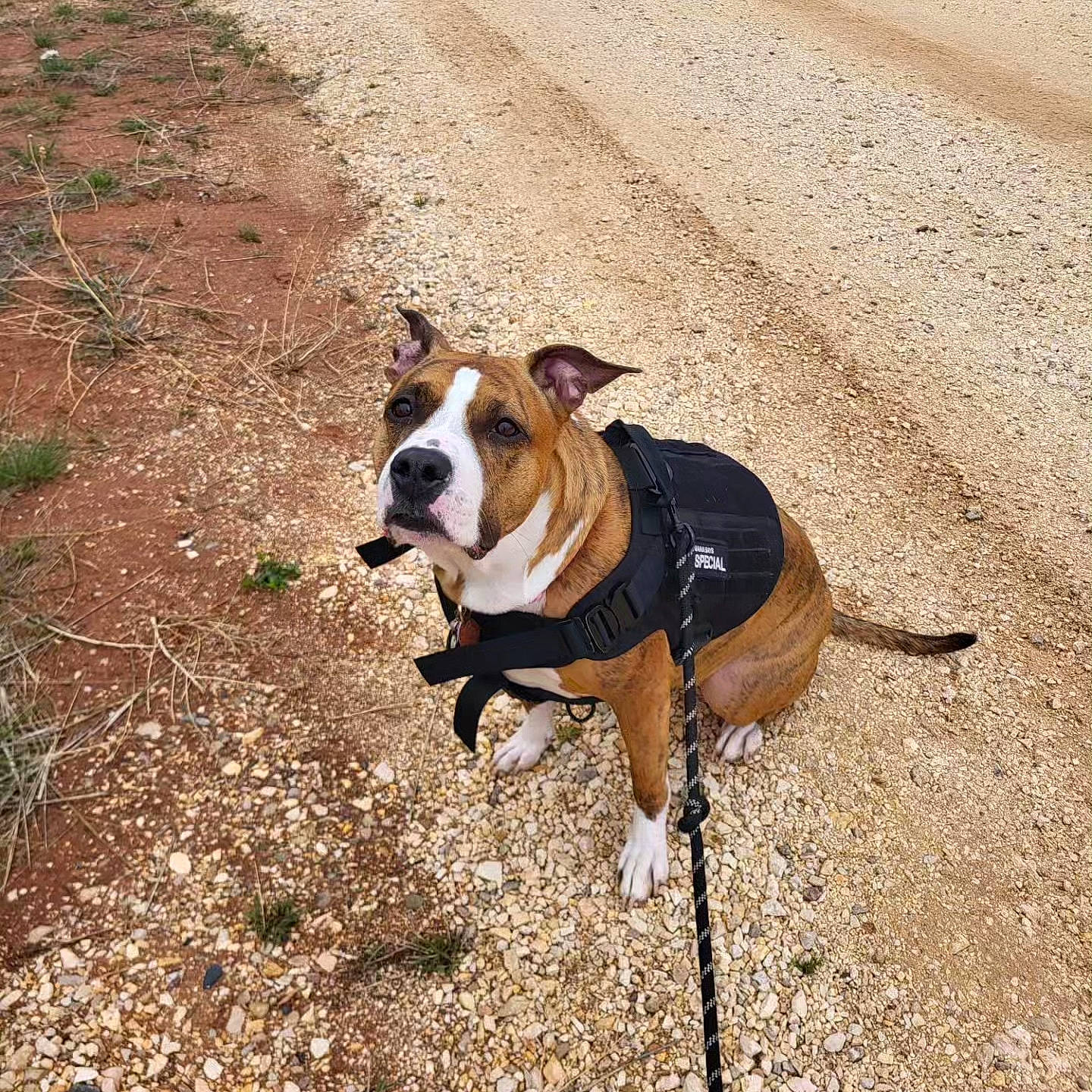 Dandelion joined the competition — help win amazing prizes! canidae, carnivore, collar, companion_dog, dog, dog_breed, dog_collar, dog_supply, fashion_accessory, fawn, leash, pet_supply, road_surface, shadow, snout, soil, sporting_group, tail, terrestrial_animal, working_animal