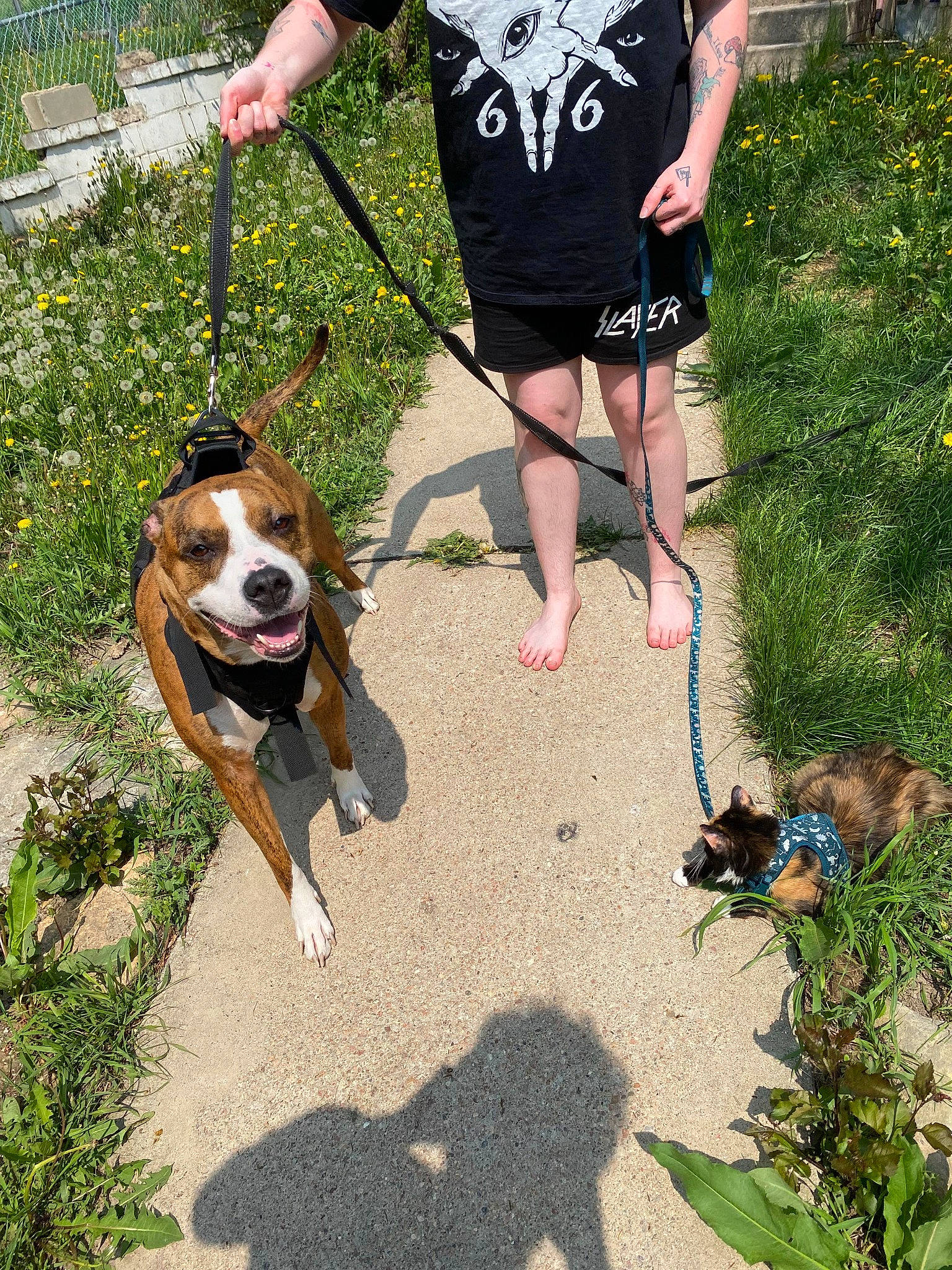 Dandelion joined the competition — help win amazing prizes! canidae, carnivore, collar, companion_dog, dog, dog_breed, dog_collar, dog_supply, dog_walking, fashion_accessory, fawn, grass, leash, luggage_and_bags, pet_supply, plant, scent_hound, shorts, sporting_group, walking