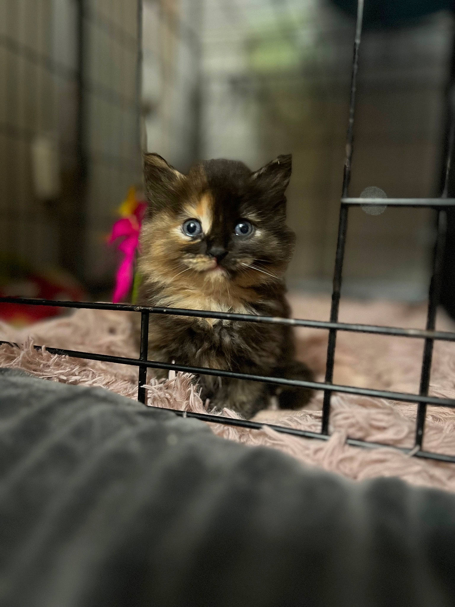 Cheshire joined the competition — help win amazing prizes! animal_shelter, carnivore, cat, darkness, domestic_short_haired_cat, fawn, felidae, fur, grey, mammal, metal, plant, sitting, small_to_medium_sized_cats, snout, terrestrial_animal, vertebrate, whiskers, wildlife, wood