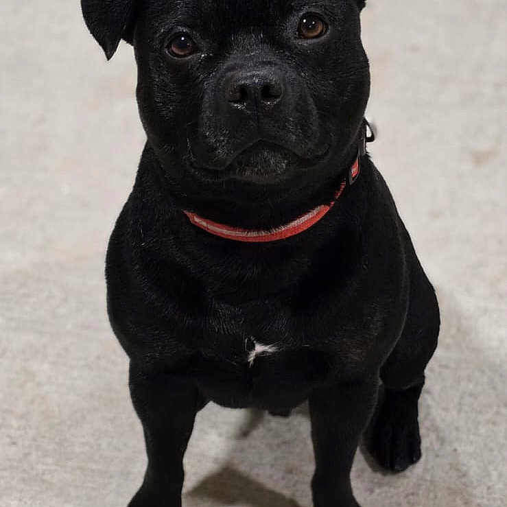 Rocket participe au concours pour gagner de l'argent avec cette photo : accessories, animal, bostonbull, boxer, bulldog, canine, chihuahua, dog, frenchbulldog, hound, labradorretriever, pet, pitbull, pug, puppy, snout, strap