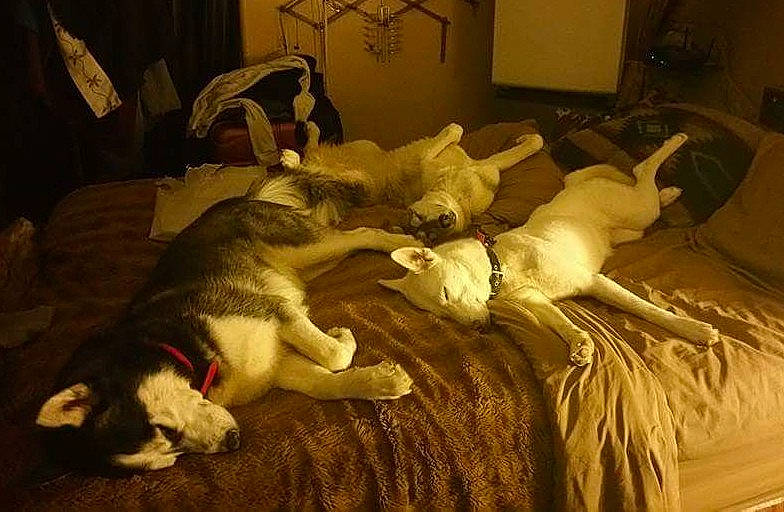 Astro joined the competition — help win amazing prizes! canidae, carnivore, cat, dog, dog_breed, felidae, sporting_group, tail