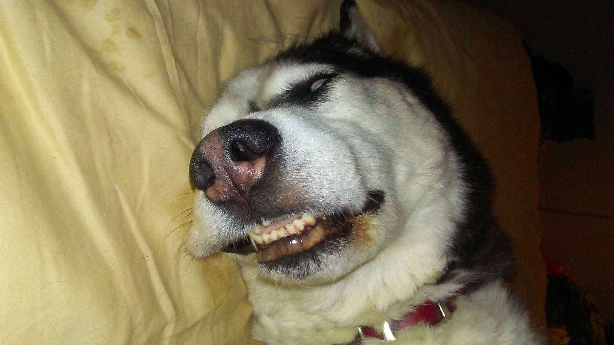 Astro is registered to the contest to win money with this photo: alaskan_malamute, ancient_dog_breeds, canadian_eskimo_dog, canidae, carnivore, dog, dog_breed, jaw, mammal, native_american_indian_dog, nose, rare_breed_dog, sakhalin_husky, siberian_husky, sled_dog, snout, sporting_group, thai_bangkaew_dog, vertebrate, wolfdog