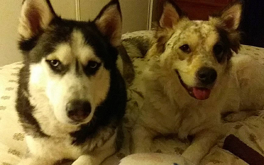 Astro is registered to the contest to win money with this photo: alaskan_malamute, canadian_eskimo_dog, canidae, carnivore, dog, dog_breed, greenland_dog, mammal, native_american_indian_dog, northern_inuit_dog, nose, saarloos_wolfdog, sakhalin_husky, seppala_siberian_sleddog, siberian_husky, sled_dog, snout, tamaskan_dog, vertebrate, wolfdog