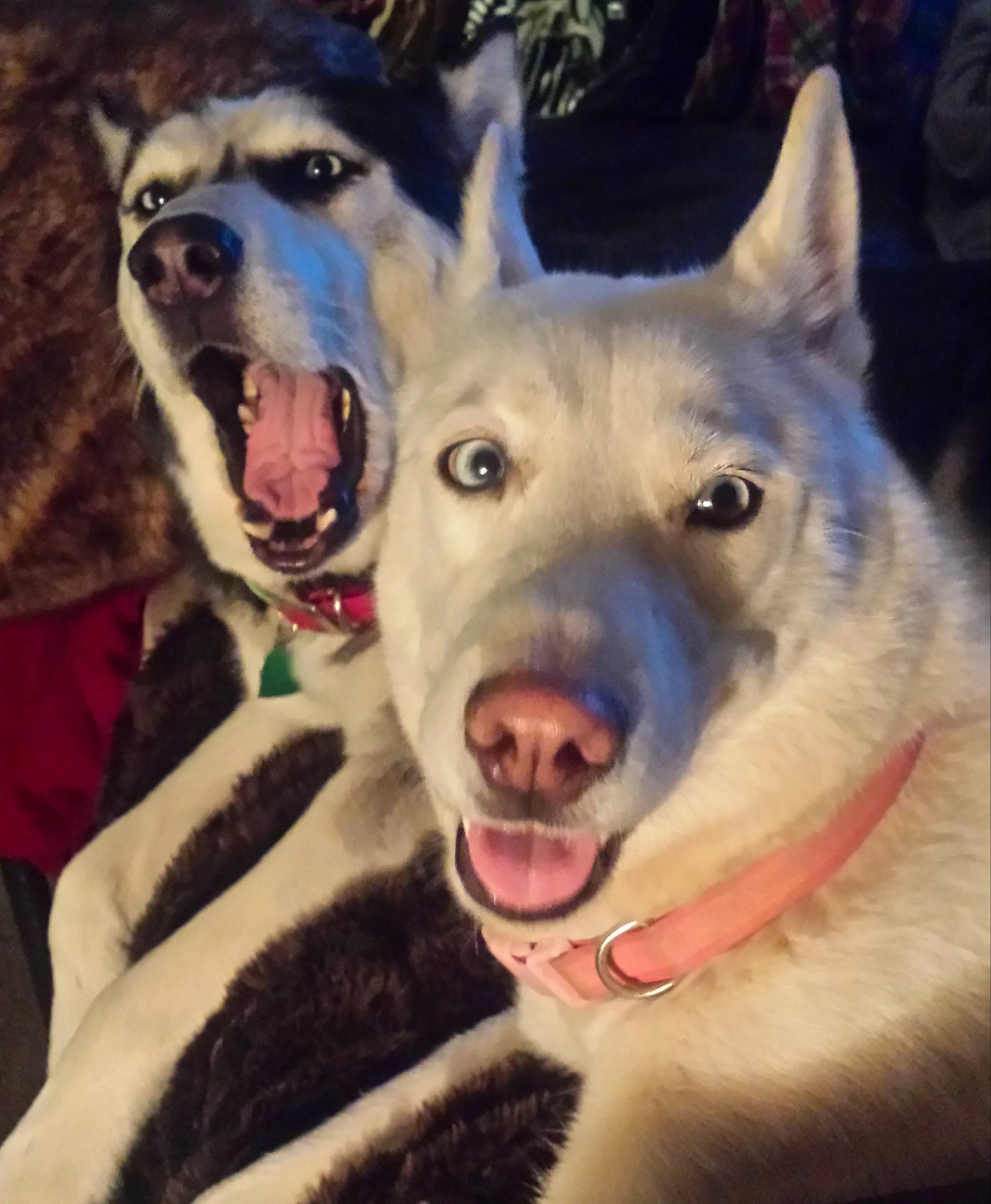 Astro joined the competition — help win amazing prizes! canidae, carnivore, czechoslovakian_wolfdog, dog, dog_breed, east_siberian_laika, greenland_dog, labrador_husky, mammal, native_american_indian_dog, northern_inuit_dog, nose, sakhalin_husky, seppala_siberian_sleddog, siberian_husky, sled_dog, tamaskan_dog, vertebrate, west_siberian_laika, wolfdog