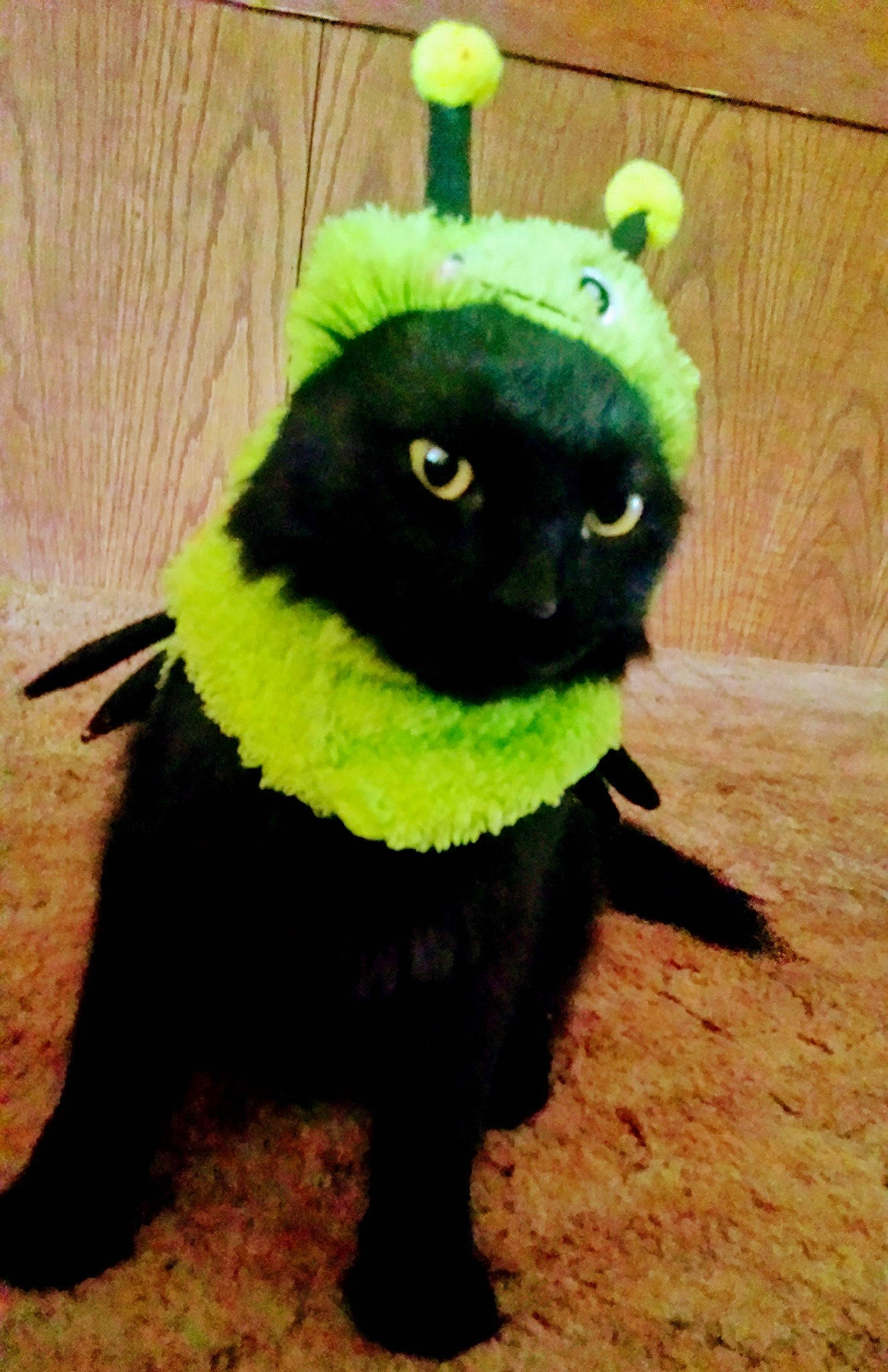 Minnie Mouse joined the competition — help win amazing prizes! black_cat, fur, plush, stuffed_toy, tail, toy