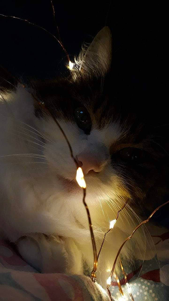 Cracotte participe au concours pour gagner de l'argent avec cette photo : cat, darkness, felidae, light, light_fixture, lighting, sky, small_to_medium_sized_cats, snout, whiskers