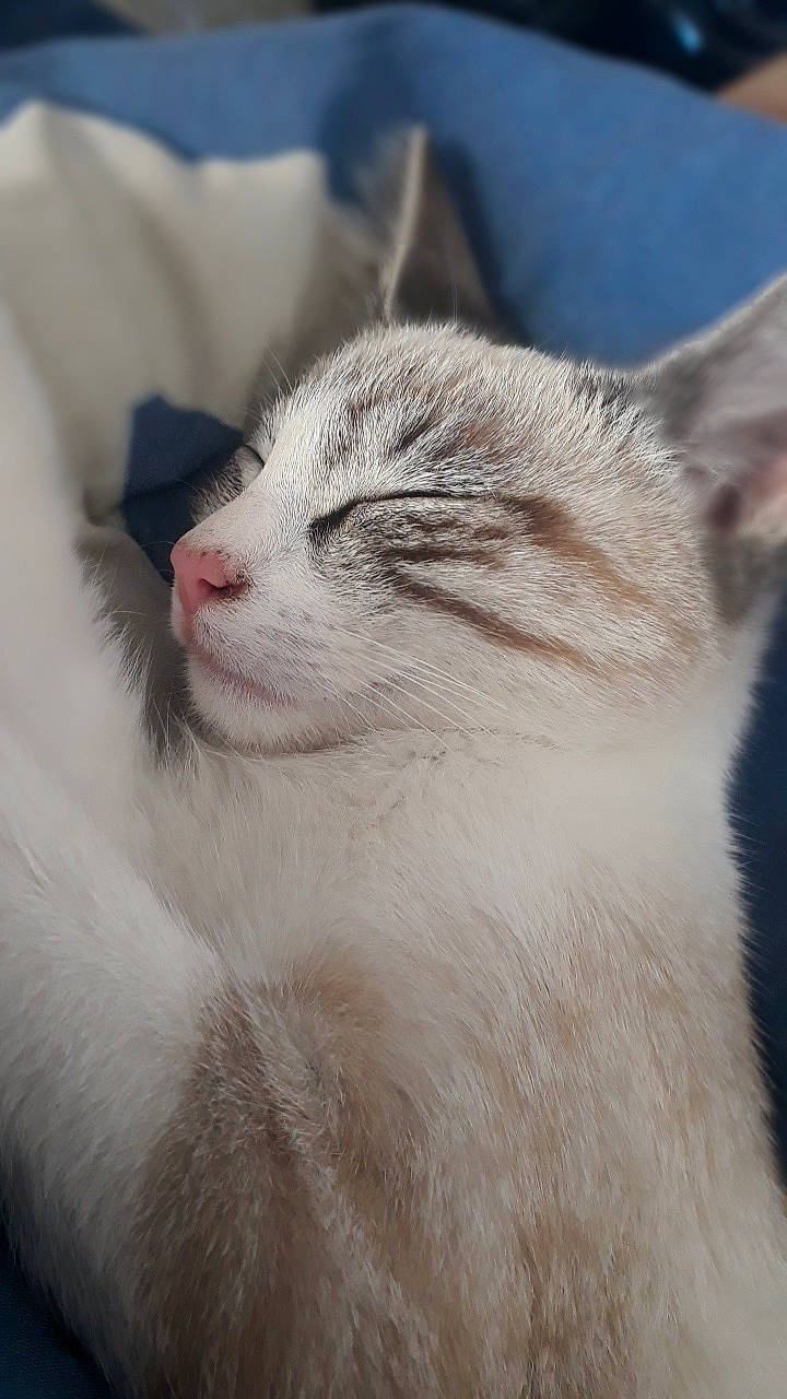 Loukoum a rejoint le concours — aidez-le/la à gagner de superbes lots ! aegean_cat, burmilla, carnivore, cat, domestic_short_haired_cat, ear, eye, felidae, fur, kitten, mammal, nap, nose, ragdoll, small_to_medium_sized_cats, snout, turkish_angora, turkish_van, whiskers