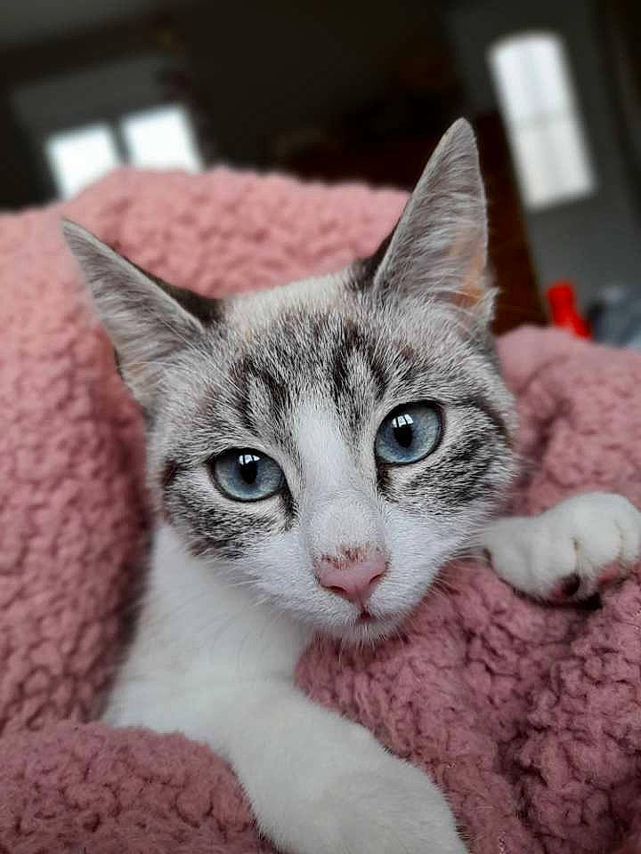 Loukoum a rejoint le concours — aidez-le/la à gagner de superbes lots ! aegean_cat, american_wirehair, asian, carnivore, cat, domestic_short_haired_cat, ear, european_shorthair, eye, felidae, fur, kitten, mammal, small_to_medium_sized_cats, tabby_cat, vertebrate, whiskers