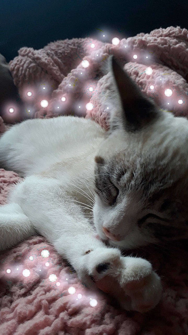 Loukoum participe au concours pour gagner de l'argent avec cette photo : burmilla, carnivore, cat, cloud, ear, felidae, fur, kitten, nap, night, paw, polydactyl_cat, sky, sleep, small_to_medium_sized_cats, whiskers