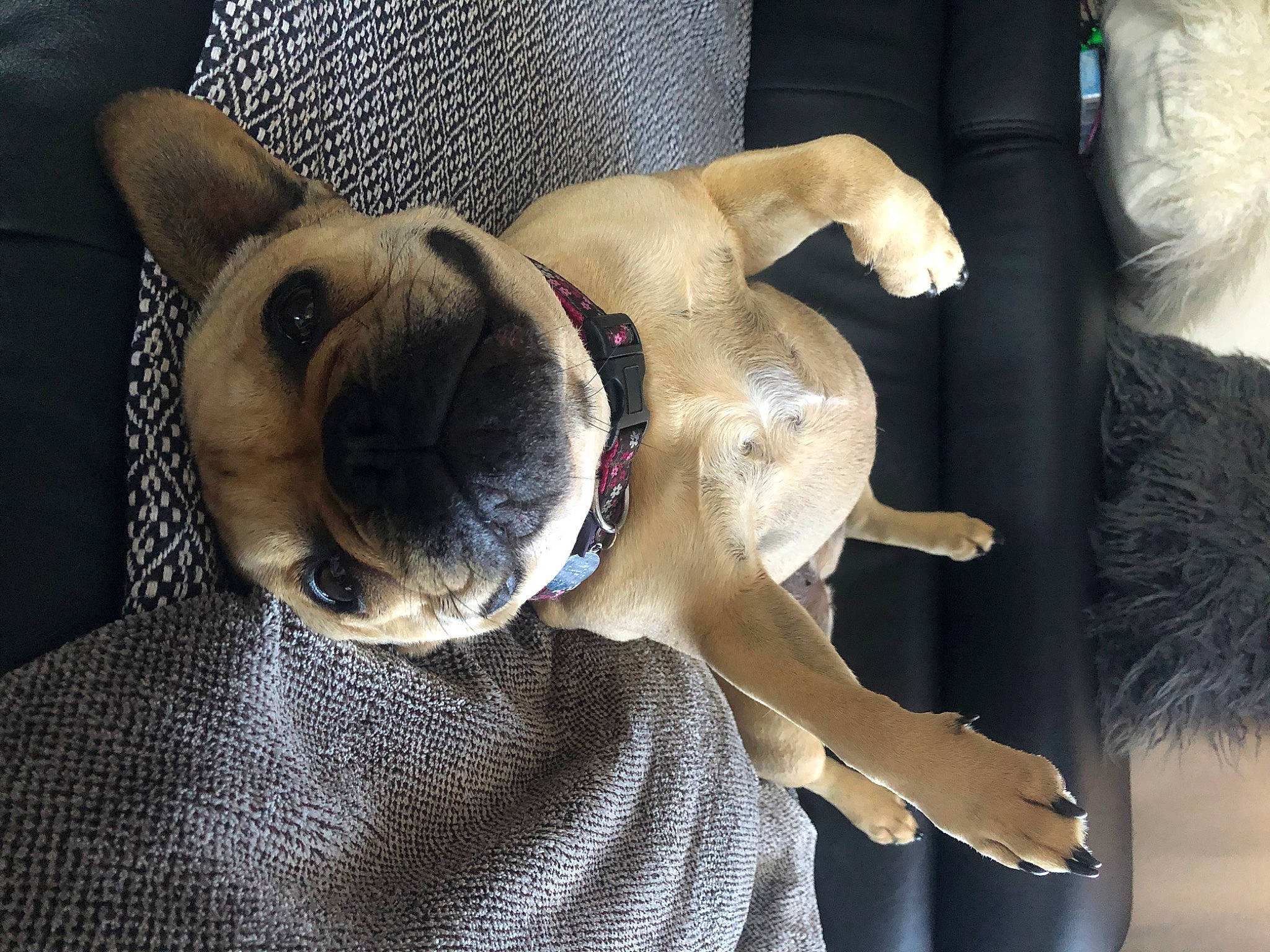 Nalea a rejoint le concours — aidez-le/la à gagner de superbes lots ! boston_terrier, bulldog, canidae, carnivore, companion_dog, dog, dog_breed, ear, fawn, french_bulldog, mammal, non_sporting_group, olde_english_bulldogge, paw, pug, puppy, puppy_love, snout, toy_dog