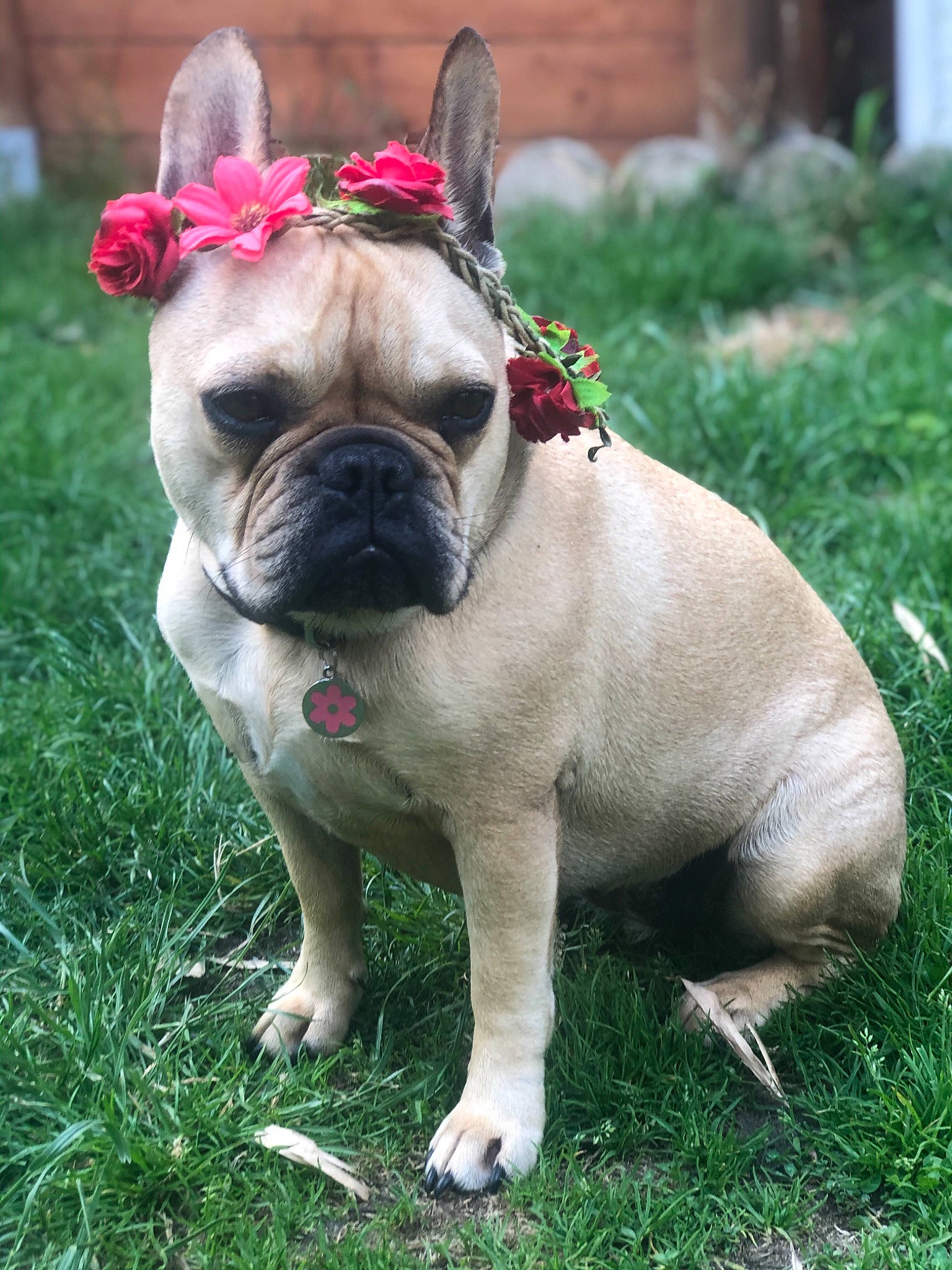 Nalea a rejoint le concours — aidez-le/la à gagner de superbes lots ! ancient_dog_breeds, australian_bulldog, british_bulldogs, bulldog, canidae, carnivore, companion_dog, dog, dog_breed, fawn, french_bulldog, grass, mammal, non_sporting_group, old_english_bulldog, olde_english_bulldogge, pug, snout, toy_bulldog, vertebrate