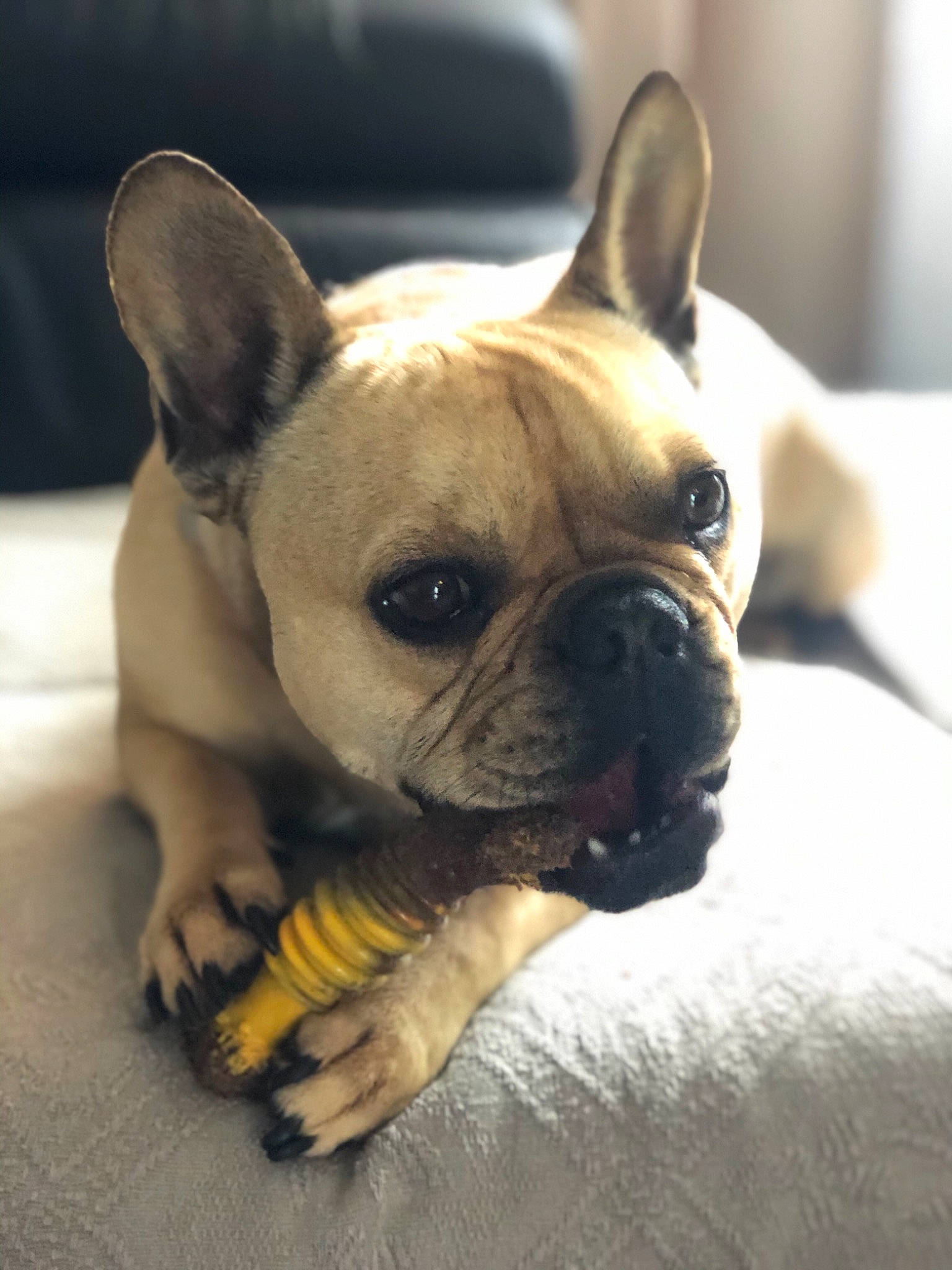 Nalea a rejoint le concours — aidez-le/la à gagner de superbes lots ! bulldog, canidae, carnivore, companion_dog, dog, dog_breed, ear, eye, fawn, french_bulldog, mammal, non_sporting_group, nose, puppy, puppy_love, skin, snout, toy_bulldog, vertebrate, whiskers