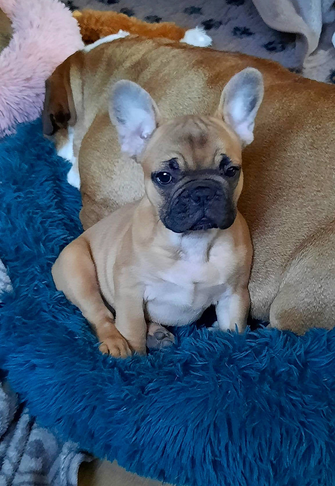 Tess participe au concours pour gagner de l'argent avec cette photo : bulldog, canidae, carnivore, comfort, companion_dog, dog, dog_breed, dog_supply, electric_blue, fawn, fur, linens, pug, snout, sporting_group, terrestrial_animal, toy_dog, whiskers, working_animal, wrinkle