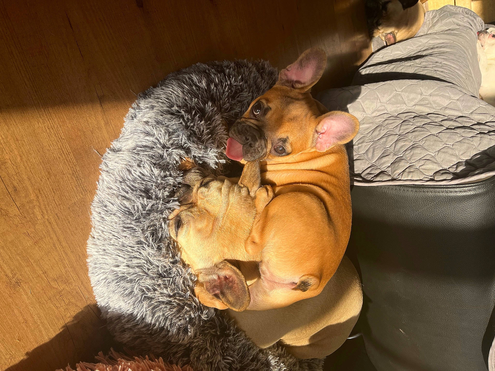 Tess a rejoint le concours — aidez-le/la à gagner de superbes lots ! canidae, carnivore, comfort, companion_dog, dog_breed, fawn, felidae, fur, hat, koala, lap, paw, small_to_medium_sized_cats, snout, sporting_group, stuffed_toy, tail, terrestrial_animal, toy, whiskers