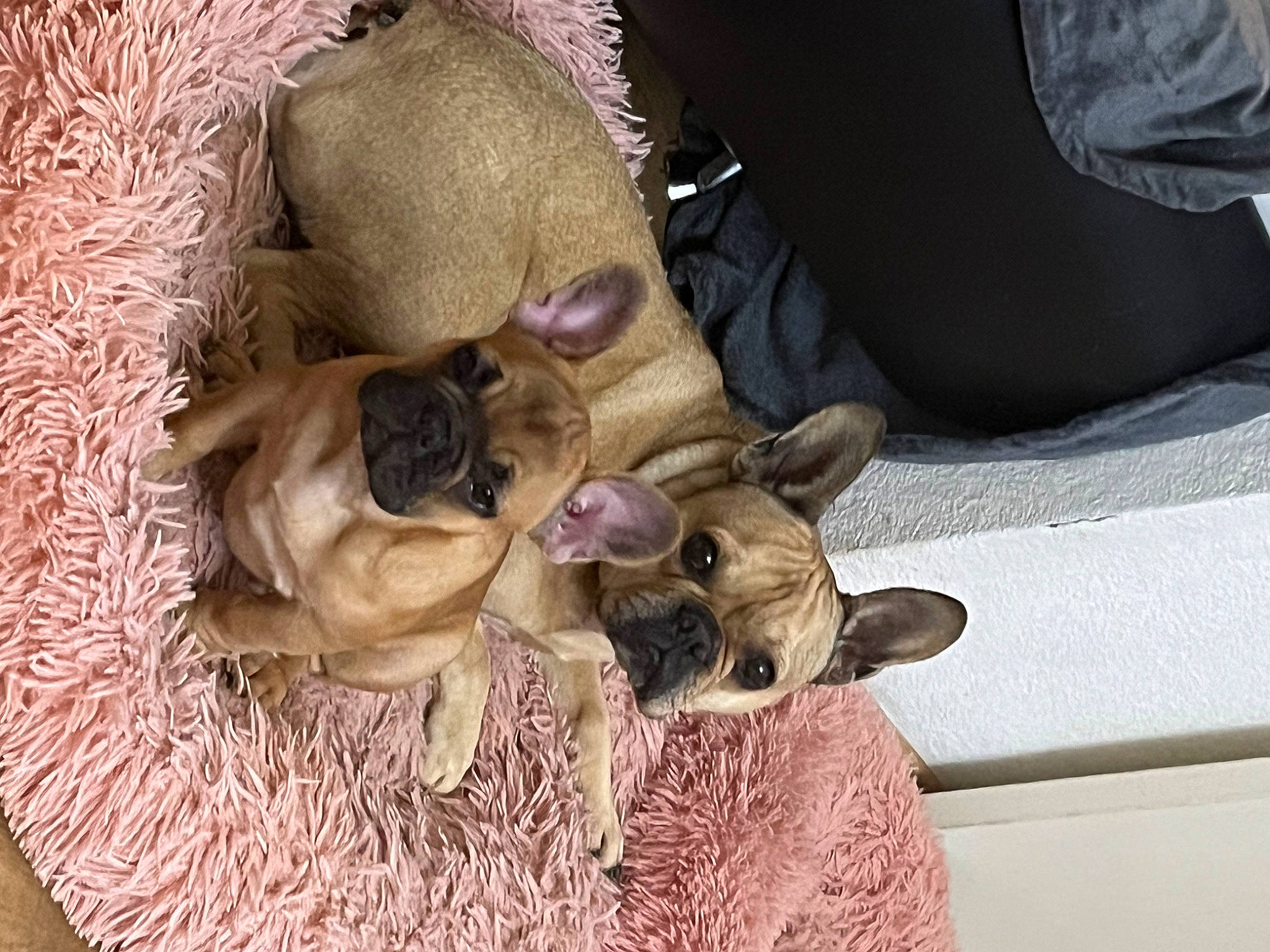 Tess participe au concours pour gagner de l'argent avec cette photo : canidae, carnivore, cat, cat_bed, chair, comfort, companion_dog, dog_breed, fawn, felidae, flowerpot, fur, nap, siamese, small_to_medium_sized_cats, whiskers, working_animal