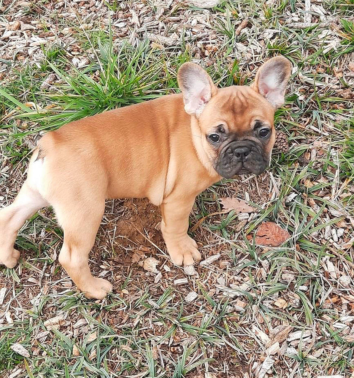 Tess a rejoint le concours — aidez-le/la à gagner de superbes lots ! bulldog, canidae, carnivore, companion_dog, dog, dog_breed, fawn, french_bulldog, grass, groundcover, molosser, non_sporting_group, plant, snout, sporting_group, terrestrial_animal, toy_dog, whiskers, working_animal, wrinkle