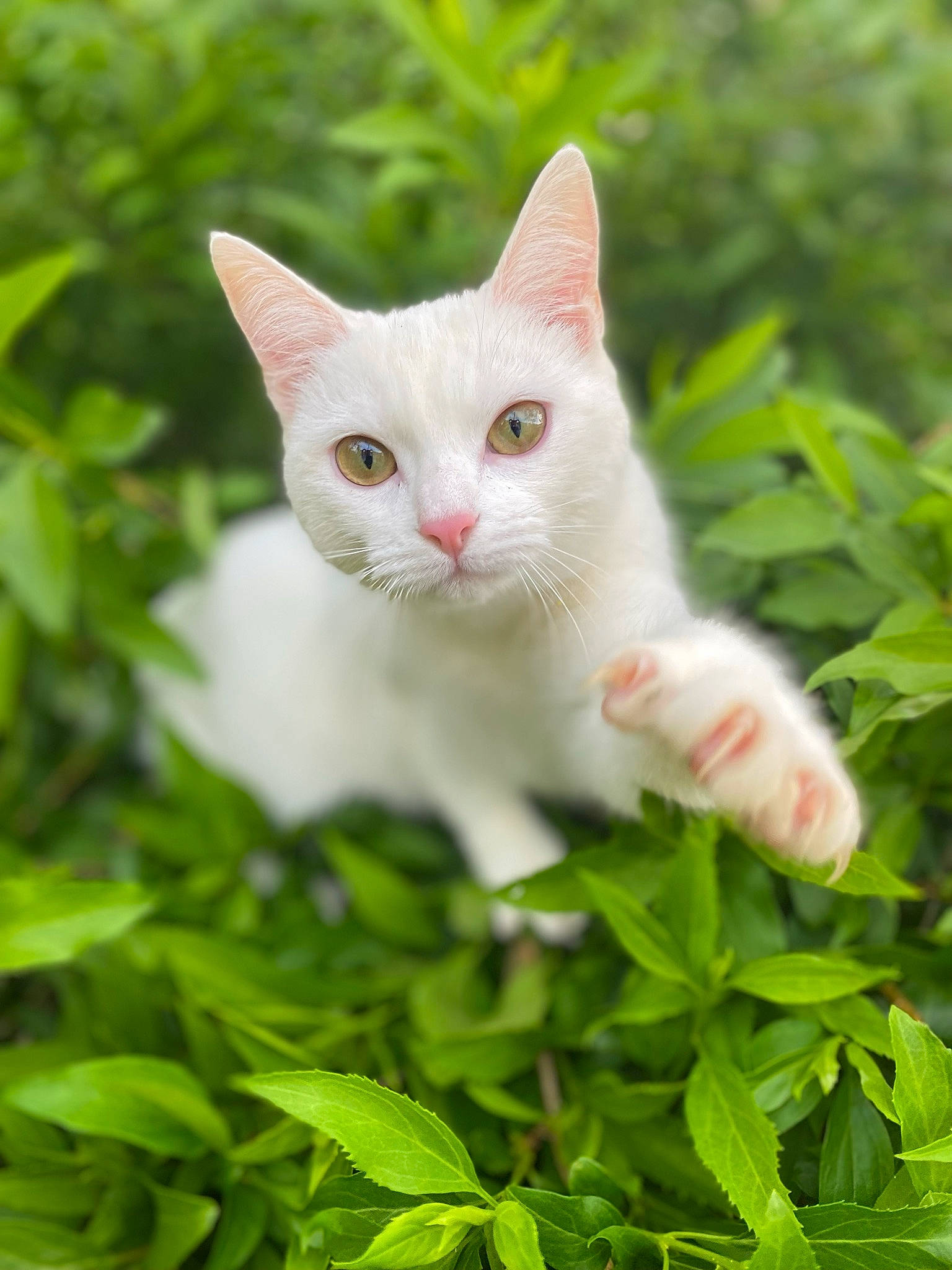 Roona a rejoint le concours — aidez-le/la à gagner de superbes lots ! carnivore, cat, domestic_short_haired_cat, fawn, felidae, fur, grass, groundcover, herb, leaf, natural_environment, plant, plant_stem, shrub, small_to_medium_sized_cats, snout, tail, terrestrial_plant, tree, whiskers