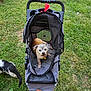 Venus joined the competition — help win amazing prizes! dog, stroller, mesh_cover, grass, cat, foot, sandals, toenails, outdoor, pet, animal, small_dog, black_and_white_cat, sunlight, leisure, relaxation, nature, greenery, person, casual