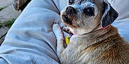 Venus joined the competition — help win amazing prizes! dog, small_dog, pet, cushion, outdoor, fur, collar, tag, relaxed, looking_up, plush, wooden_furniture, backyard, sunlight, pavement, ear, paw, closeup, curious, companion