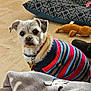 Venus is registered to the contest to win money with this photo: dog, small_dog, pet, indoor, sweater, striped_sweater, plush_toy, floor, cushion, collar, tags, curious, brown, white_fur, black_eyes, toy_lizard, cozy, seated, looking_at_camera, animal