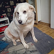 Louve participe au concours pour gagner de l'argent avec cette photo : dog, white_dog, pet, blanket, indoor, floor, tile_floor, cabinet, wallpaper, paris_theme, tower_bridge, furniture, calm, sitting, pet_portrait, cozy, home, animal, fur, medium_size_dog