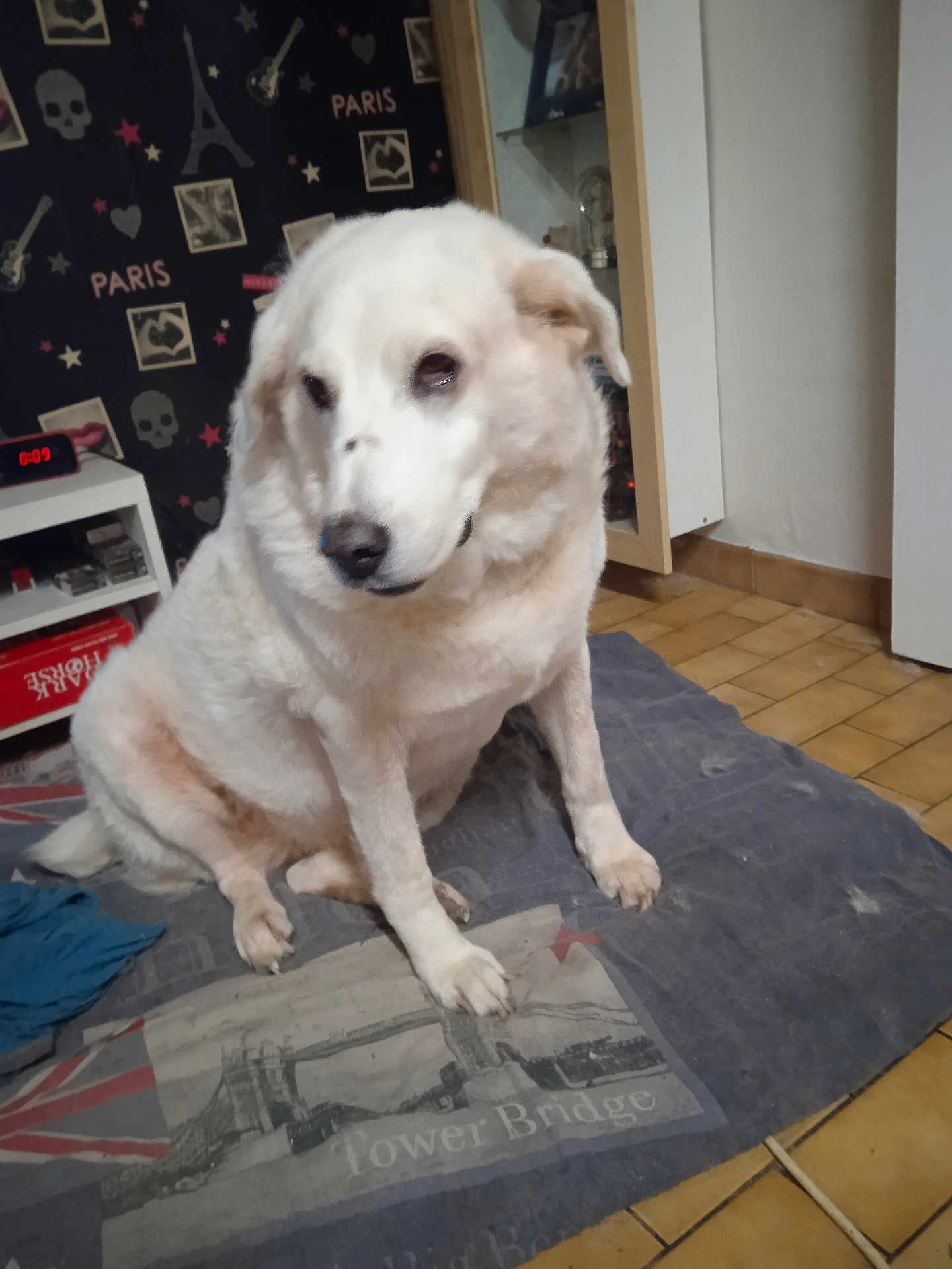 Louve participe au concours pour gagner de l'argent avec cette photo : dog, white_dog, pet, blanket, indoor, floor, tile_floor, cabinet, wallpaper, paris_theme, tower_bridge, furniture, calm, sitting, pet_portrait, cozy, home, animal, fur, medium_size_dog