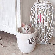 Nougatine participe au concours pour gagner de l'argent avec cette photo : kitten, cat, pot, ceramic, lantern, floor, tile, indoor, curious, white, decor, animal, pet, cute, small, container, cozy, home, adorable, playful