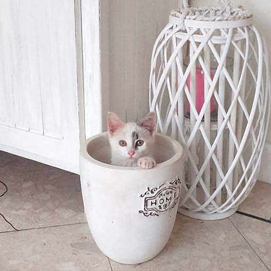 Nougatine participe au concours pour gagner de l'argent avec cette photo : kitten, cat, pot, ceramic, lantern, floor, tile, indoor, curious, white, decor, animal, pet, cute, small, container, cozy, home, adorable, playful