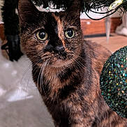 Aurora is registered to the contest to win money with this photo: animal, cat, christmas_tree, closeup, curious, cute, decorations, eyes, feline, festive, fur, green, holiday, indoor, ornament, pet, sparkle, tortoiseshell_cat, tree_branch, whiskers