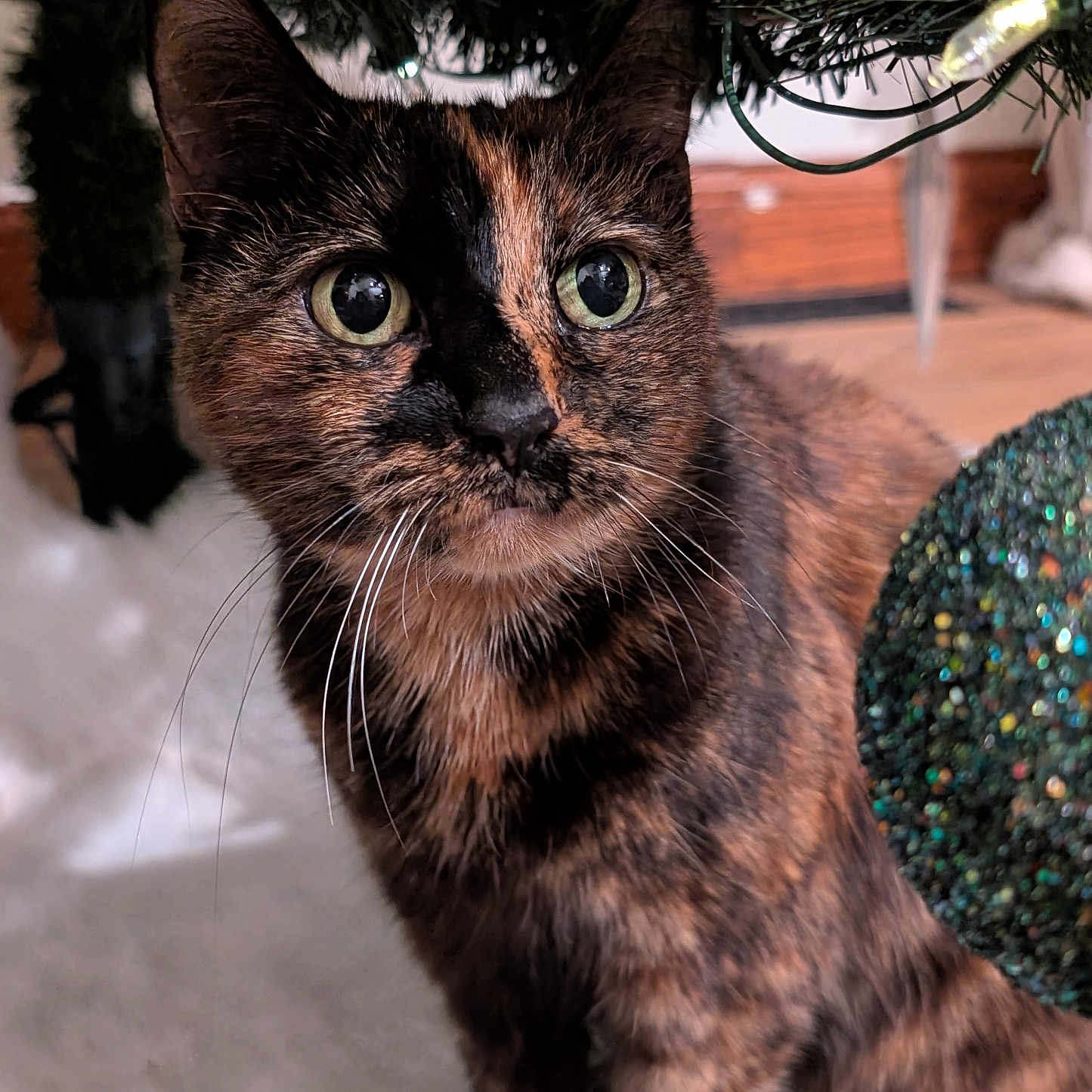 Aurora