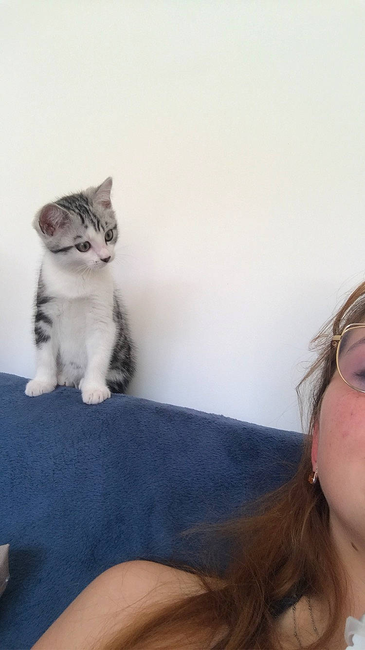 Groot participe au concours pour gagner de l'argent avec cette photo : aegean_cat, american_curl, american_wirehair, asian, carnivore, cat, domestic_short_haired_cat, ear, european_shorthair, eye, felidae, fur, glasses, kitten, nose, ojos_azules, organ, small_to_medium_sized_cats, whiskers