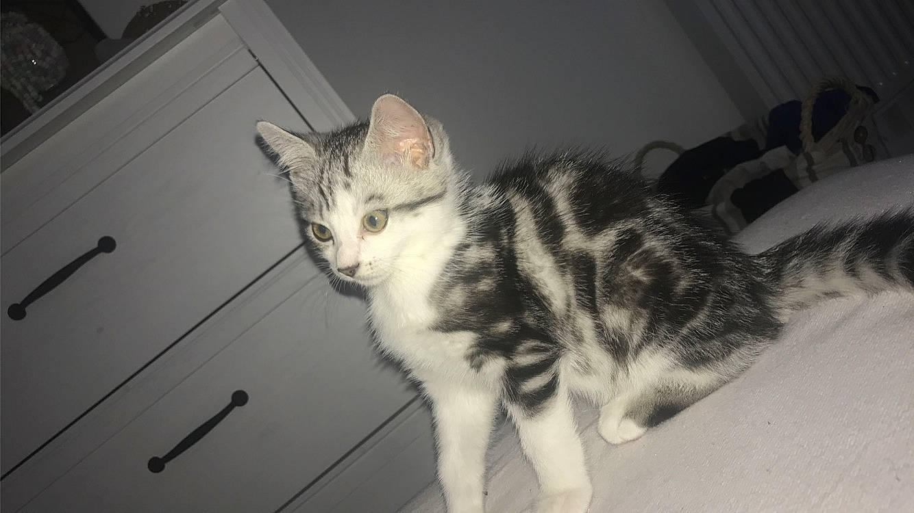 Groot a rejoint le concours — aidez-le/la à gagner de superbes lots ! aegean_cat, american_shorthair, american_wirehair, asian, black_and_white, carnivore, cat, domestic_short_haired_cat, dragon_li, european_shorthair, eye, felidae, kitten, mammal, polydactyl_cat, small_to_medium_sized_cats, snout, tabby_cat, tail, whiskers