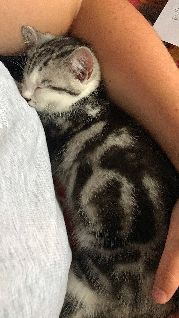 Groot a rejoint le concours — aidez-le/la à gagner de superbes lots ! american_shorthair, american_wirehair, asian, carnivore, cat, domestic_short_haired_cat, dragon_li, egyptian_mau, european_shorthair, felidae, fur, kitten, mammal, small_to_medium_sized_cats, tabby_cat, vertebrate, whiskers