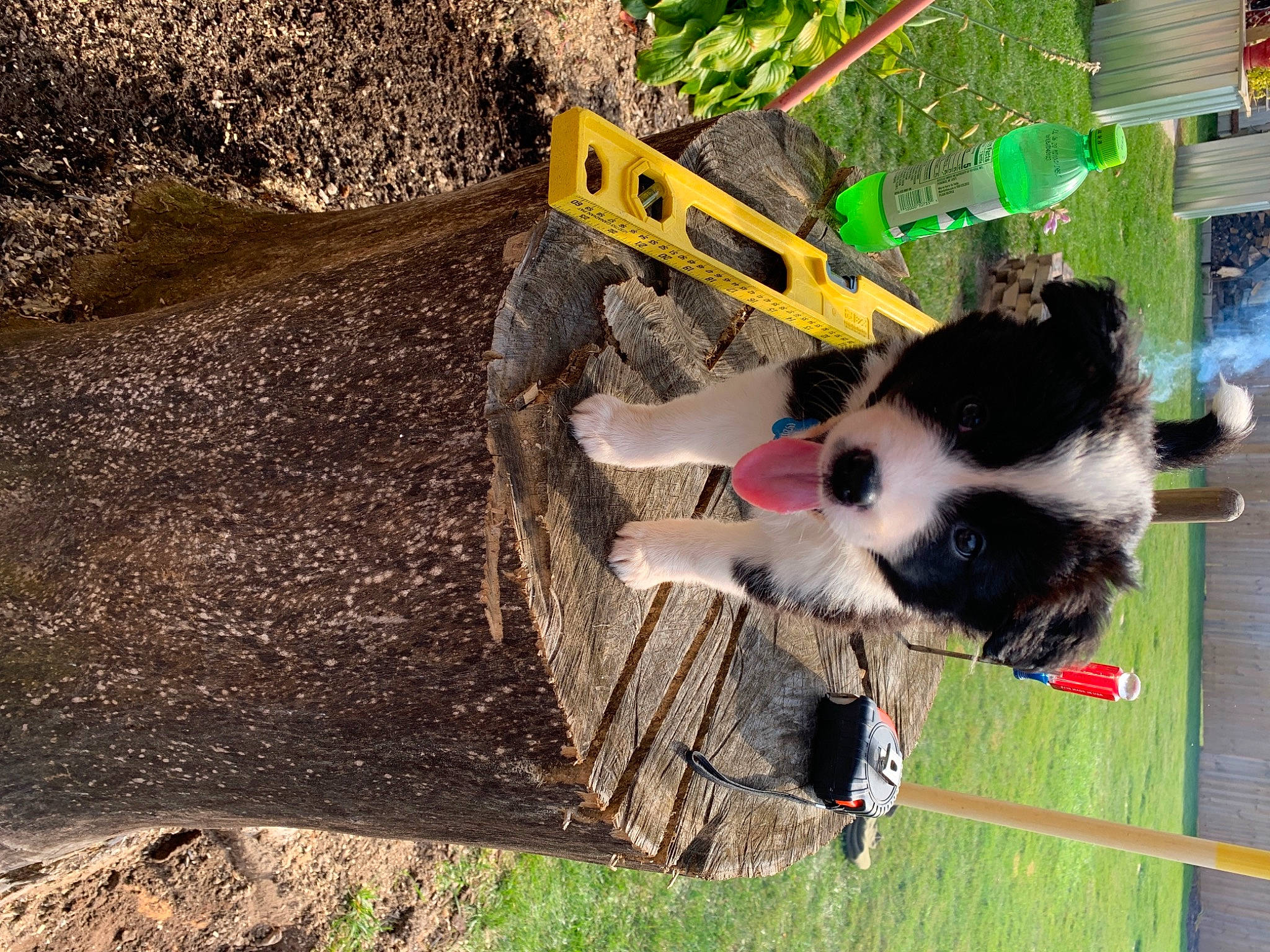 Lemon joined the competition — help win amazing prizes! border_collie, canidae, carnivore