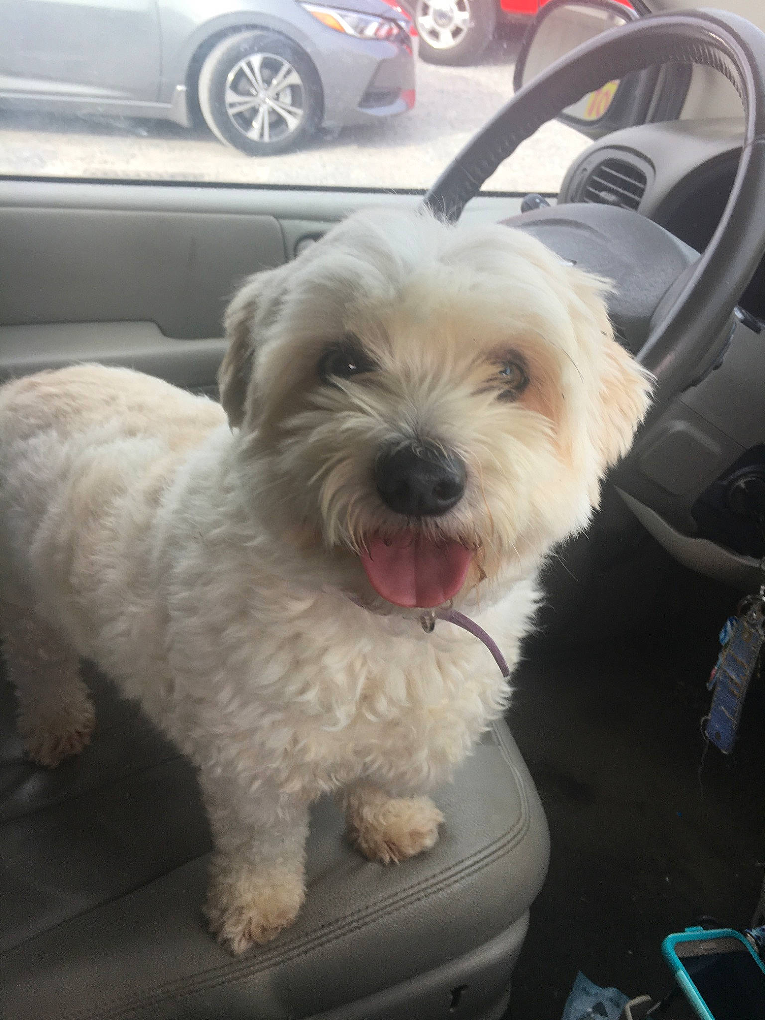 Josie joined the competition — help win amazing prizes! canidae, carnivore, companion_dog, coton_de_tulear, dog, dog_breed, havanese, maltepoo, maltese, mammal, non_sporting_group, puppy, rare_breed_dog, schnoodle, snout, sporting_lucas_terrier, terrier, toy_dog, vertebrate, west_highland_white_terrier