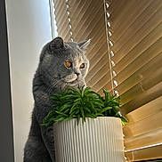 Boba is registered to the contest to win money with this photo: amber_eyes, blinds, cat, close_up, curious, domestic_cat, feline, gray_cat, greenery, houseplant, indoor, natural_light, pet, plant, portrait, potted_plant, sitting, soft_light, window, windowsill