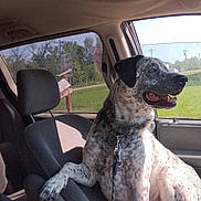 Oreo joined the competition — help win amazing prizes! dog, car, passenger_seat, spotted_dog, happy, leash, armrest, window, daylight, greenery, road_sign, interior, vehicle, pet, canine, sunlight, seated, looking_out, collar, domestic_animal