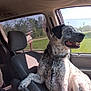 dog, car, passenger_seat, spotted_dog, happy, leash, armrest, window, daylight, greenery, road_sign, interior, vehicle, pet, canine, sunlight, seated, looking_out, collar, domestic_animal