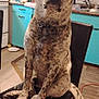 Oreo joined the competition — help win amazing prizes! dog, chair, kitchen, furniture, pet, spotted, sitting, indoor, domestic, animal, floor, cabinet, countertop, appliance, collar, tail, paw, window, sink, household