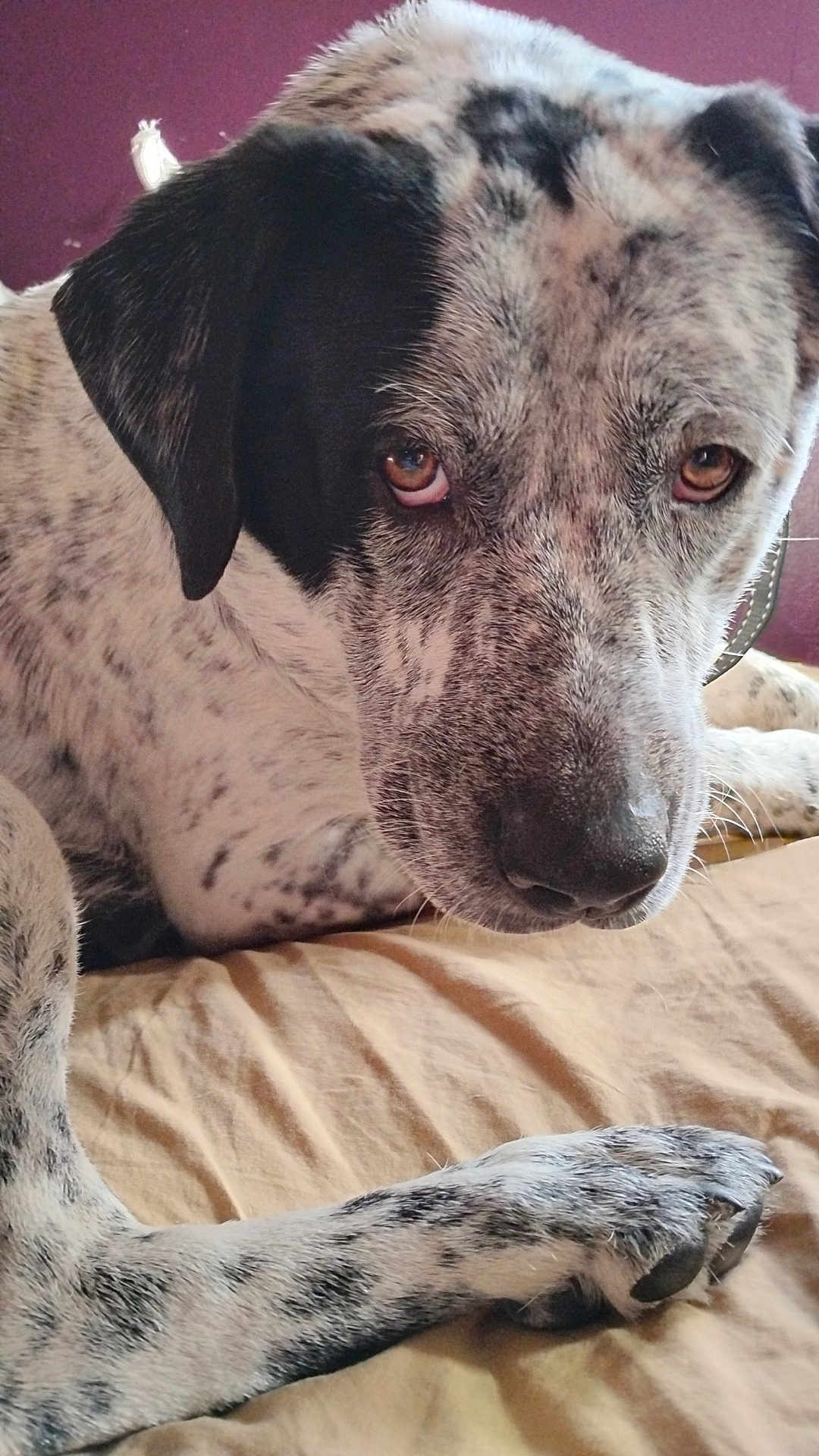 Oreo