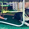 Blue joined the competition — help win amazing prizes! backyard, casual_clothing, child, dog, grass, grass_turf, happy, leash, metal_frame, nature, outdoor, pet, play, relaxation, shade, smile, sunlight, toddler, toy, trampoline