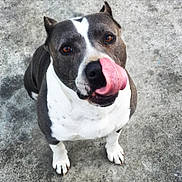 Blue is registered to the contest to win money with this photo: