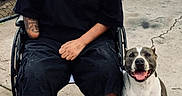 Blue is registered to the contest to win money with this photo: beard, black_clothing, casual, chain_link_fence, companion, concrete, daylight, dog, friendship, happy, ladder, man, outdoor, pet, shoes, shorts, smiling, tool, urban, wheelchair