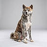 akita, dog, canine, pet, studio, portrait, sitting, fur, brown, white, gray, animal, mammal, calm, indoor, clean_background, furry, ears, tail, paw