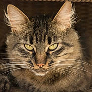 Bella a rejoint le concours — aidez-le/la à gagner de superbes lots ! cat, tabby, close_up, portrait, yellow_eyes, whiskers, feline, pet, animal, cozy, basket, fur, ears, face, indoor, mammal, cute, domestic_cat, resting, looking