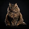 Bella a rejoint le concours — aidez-le/la à gagner de superbes lots ! cat, fluffy, tabby, green_eyes, sitting, portrait, feline, long_hair, whiskers, animal, pet, furry, mammal, cute, domestic_cat, studio_lighting, dark_background, close_up, alert, calm