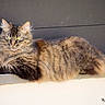 Bella participe au concours pour gagner de l'argent avec cette photo : cat, tabby, fluffy, feline, pet, animal, yellow_eyes, resting, ledges, fur, whiskers, ears, outdoor, portrait, mammal, domestic_cat, relaxed, closeup, striped, long_hair