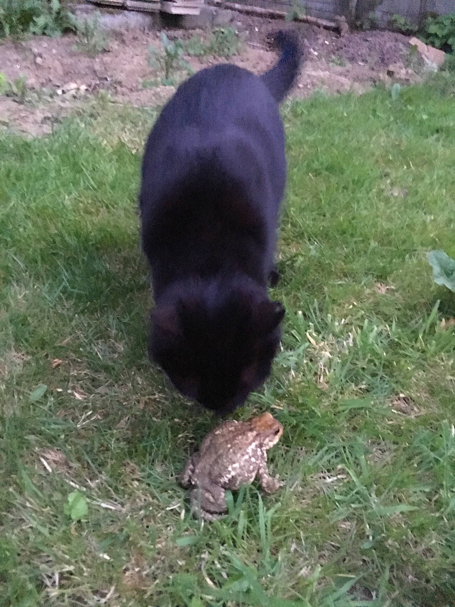 Loustik participe au concours pour gagner de l'argent avec cette photo : canidae, carnivore, dog_breed, grass, sporting_group, tail