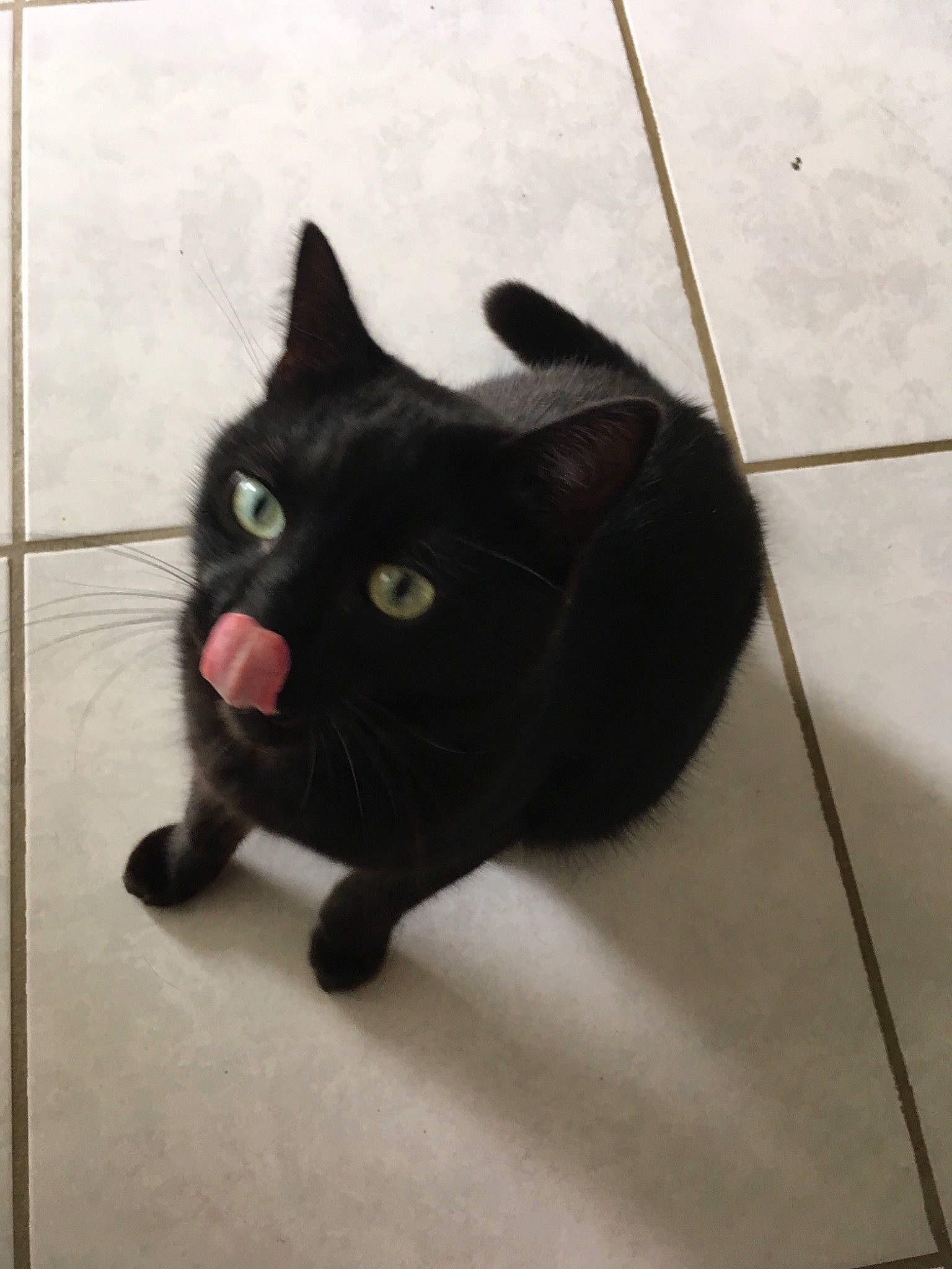 Loustik participe au concours pour gagner de l'argent avec cette photo : asian, black, black_cat, bombay, carnivore, cat, domestic_short_haired_cat, ear, eye, felidae, floor, flooring, mammal, small_to_medium_sized_cats, snout, tail, tile, whiskers